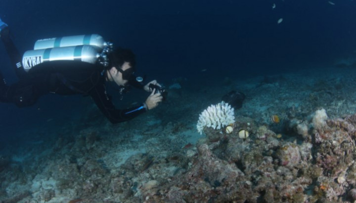Foto: Jornal Público | Pedro Rodrigues Frade fez parte da equipa que monitorizou o branqueamento de corais na Grande Barreira de Coral
