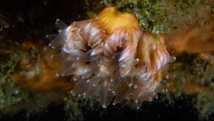 Bathycyathus chilensis, azooxantelado solitario, Los Molles
