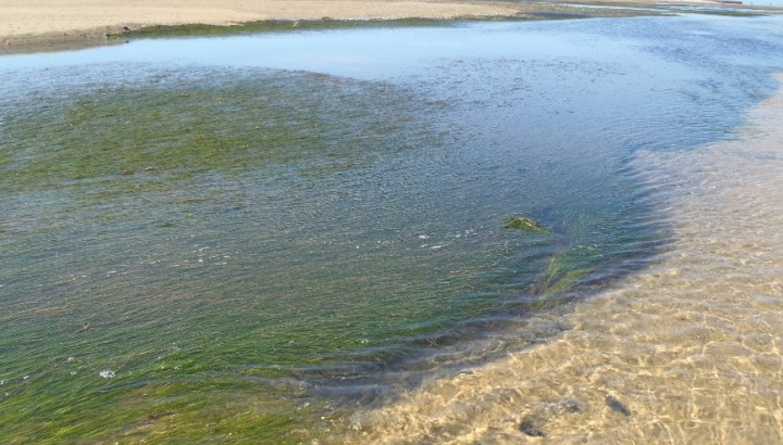 Aspeto das pradarias de Zostera marina em Portugal durante a maré baixa no verão (Créditos: Ana Alexandre – CCMAR)