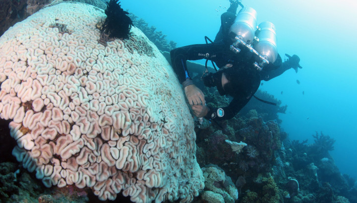 Pedro Frade samples a polyp of a completely bleached Lobophyllia coral colony in the shallows. 